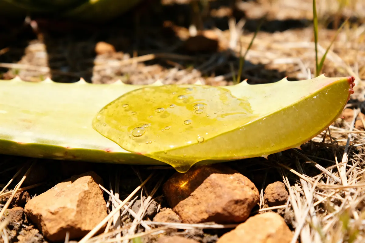 Aloine : quels dangers et méthodes pour une extraction sécurisée ?