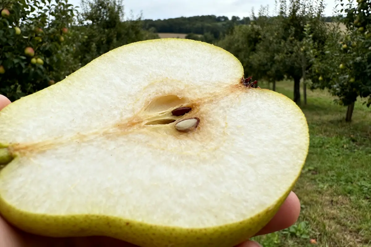Poire William : tout savoir sur cette eau-de-vie d’exception