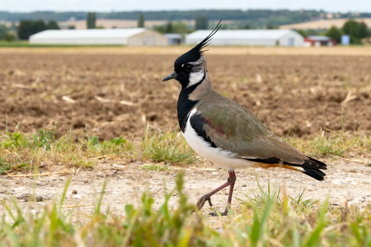Vanellus : découvrez le vanneau huppé, oiseau unique et fascinant