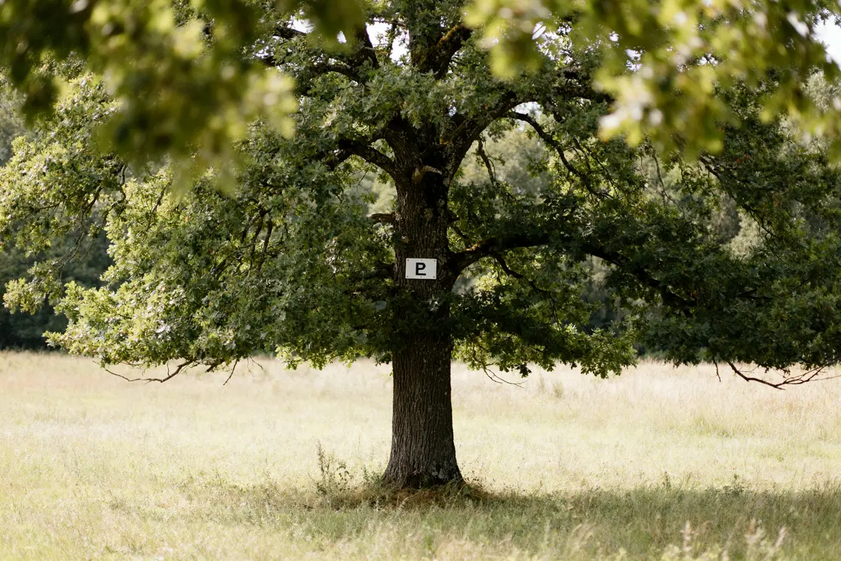 Arbre en anglais : Traduction, noms essentiels et prononciation