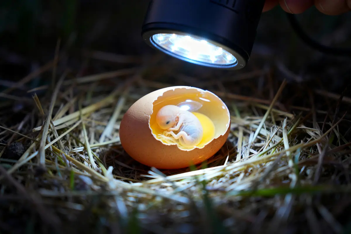 Candling light LED : Comment choisir la lampe parfaite ?