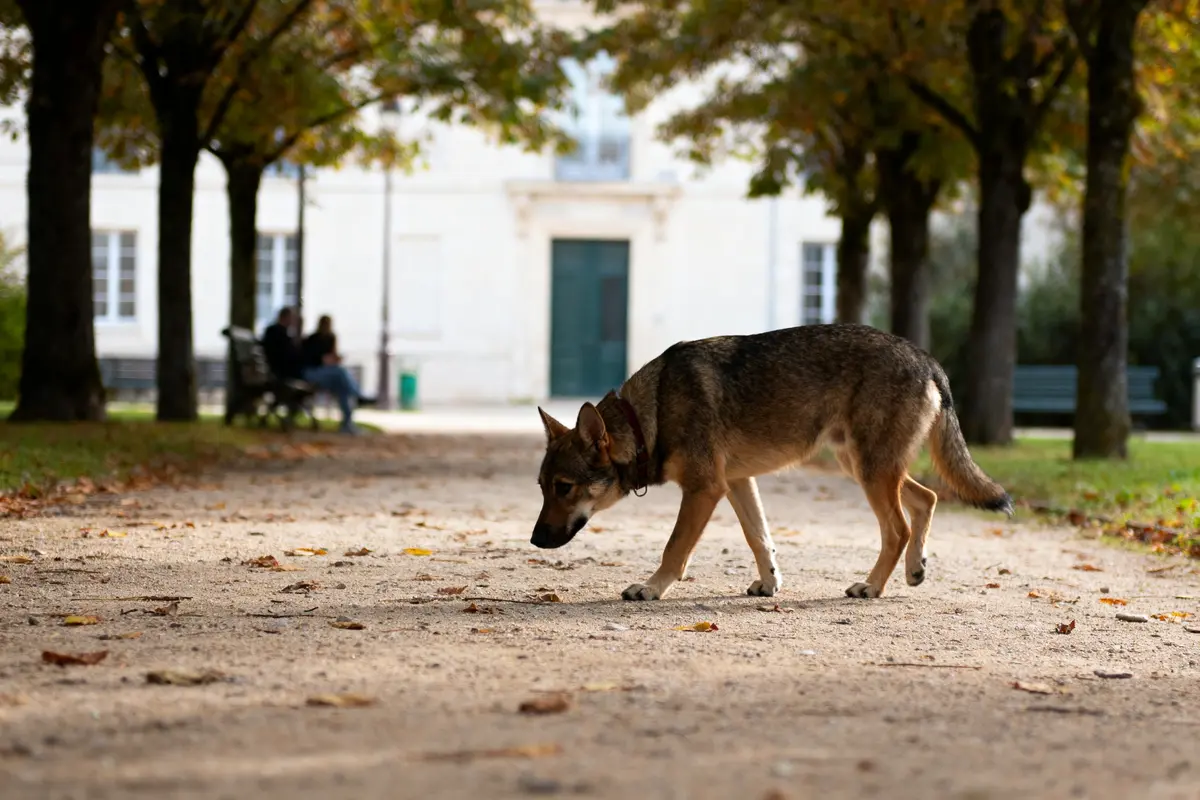 Phenomenality et intentionalité : Comprendre la conscience et l’esprit